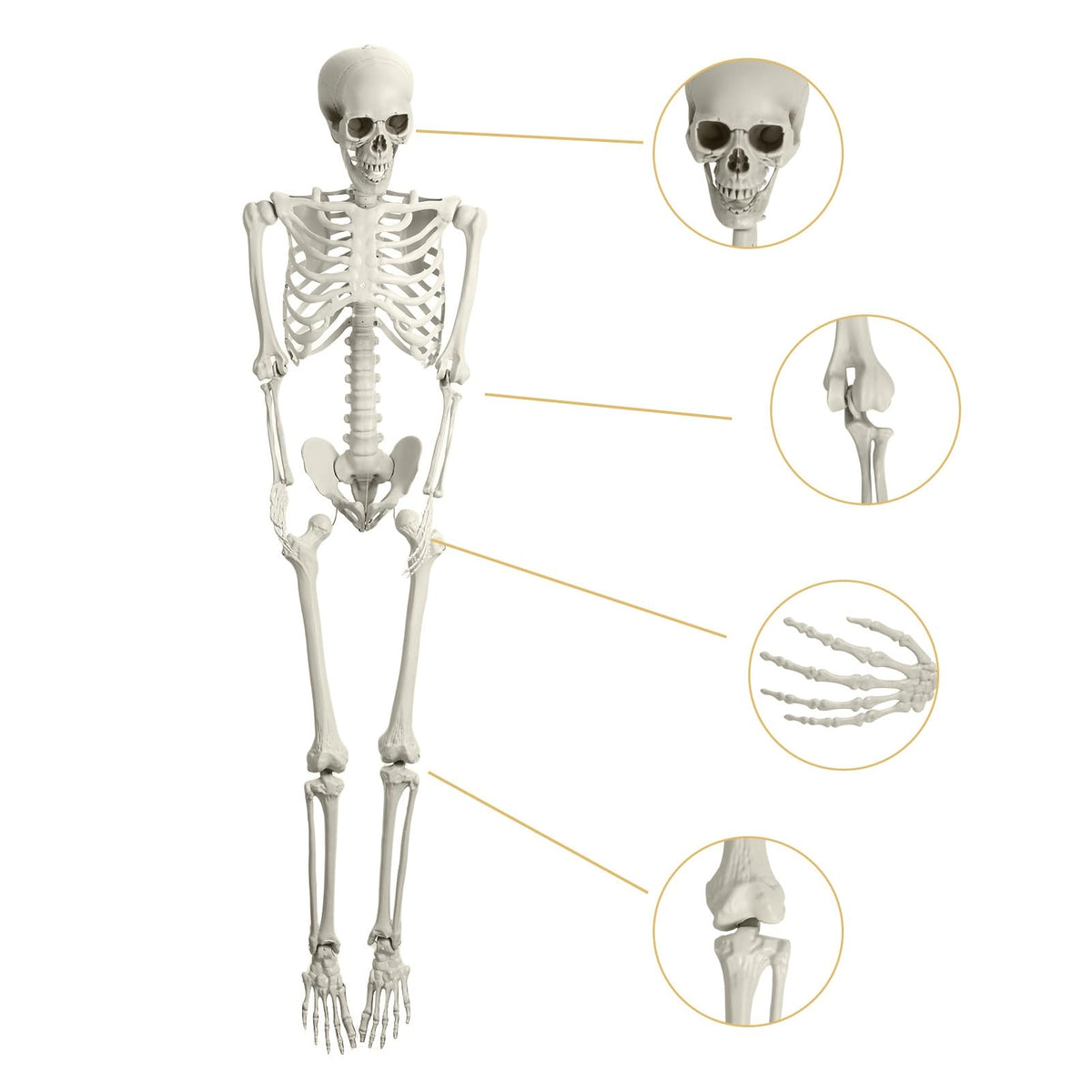 5.4ft Poseable Life Size Skeleton with Movable Joints E830