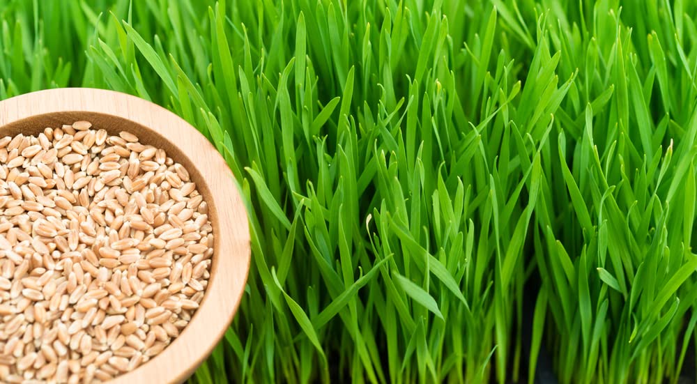 Hard Red Winter Wheat Berries 25 Pounds S95552
