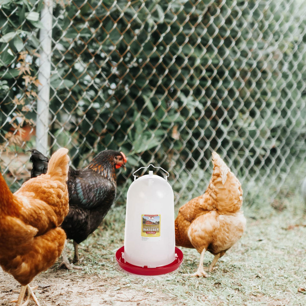 3 Gallon Plastic Gravity Fed Waterer 4-Pack K20408