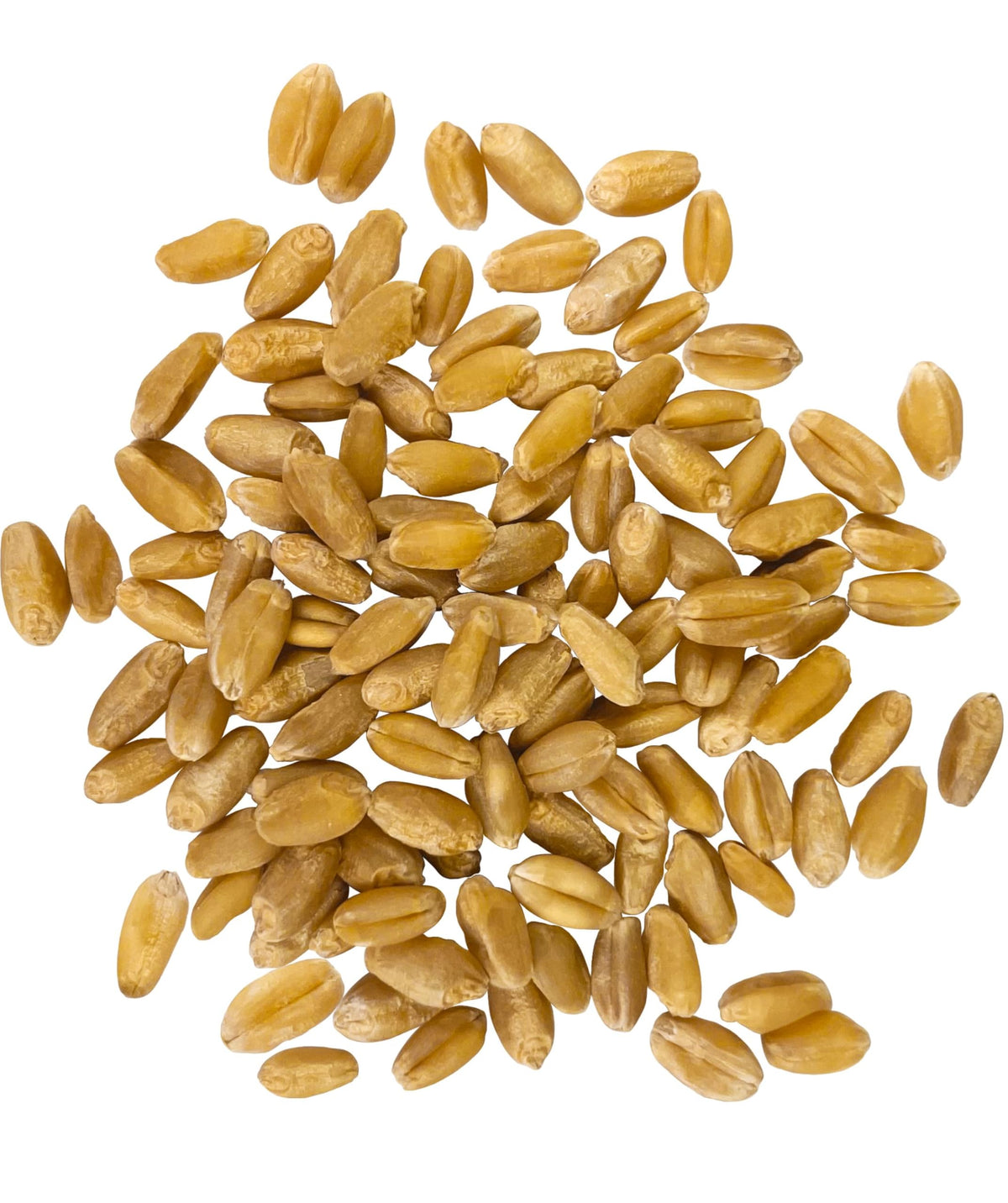 Hard White Wheat Berries 25 lbs O73525