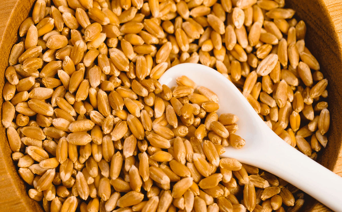 Hard Red Winter Wheat Berries 25 Pounds S95552